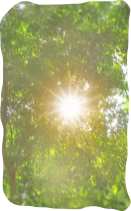木々の間から太陽の光が射している様子