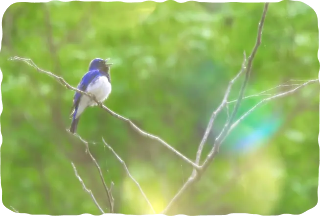 森の中で青い鳥が鳴いている