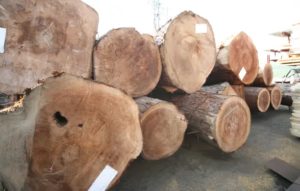 大きな木材が積まれて並んでいる